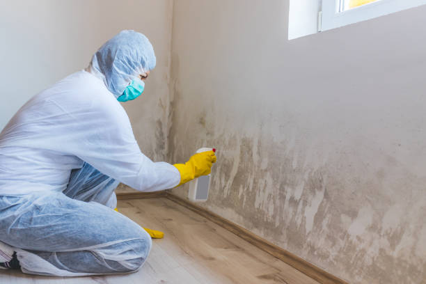 Licensed Mold Removal service in Central City, IL - Mold Remediation HQ