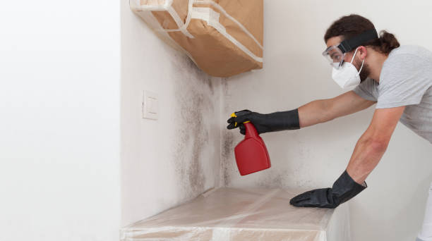 Professional Mold Removal technician working in Central City, IL