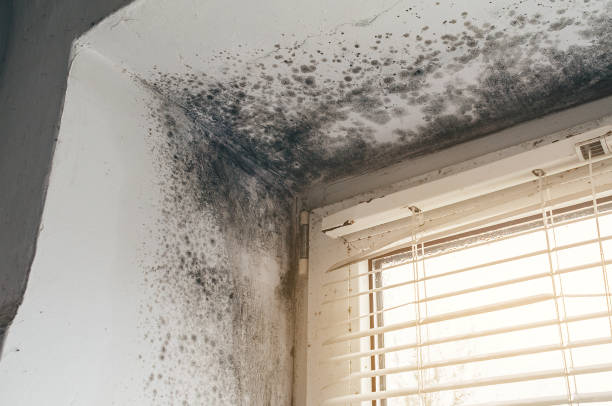 Affordable Mold Removal solutions in Central City, IL